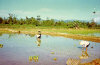 Vietnamese planting rice in a Vietnam rice paddy near Phu Cat